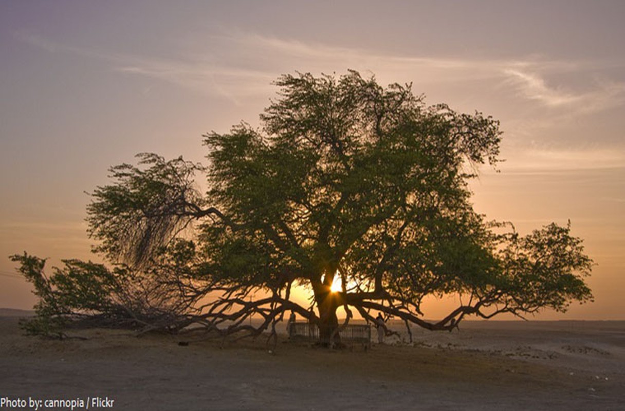 Nhung dieu ban co the chua biet ve dat nuoc Bahrain-Hinh-6