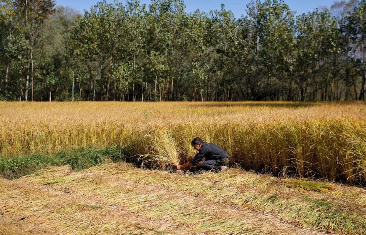 Cuoc song trong khu dan cu “khep kin” tai Kashmir-Hinh-12