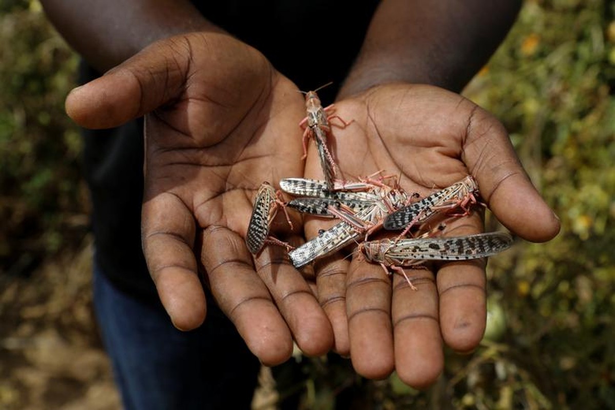 Hai hung dai dich chau chau tan pha vung que ngheo o Kenya-Hinh-12