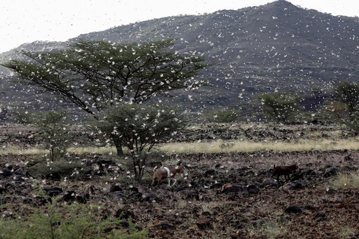 Hai hung dai dich chau chau tan pha vung que ngheo o Kenya-Hinh-14