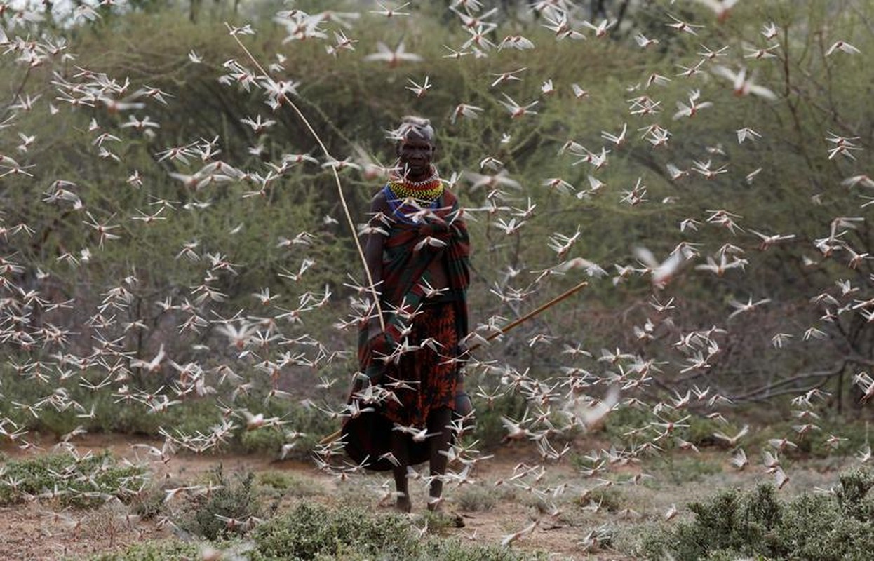 Hai hung dai dich chau chau tan pha vung que ngheo o Kenya-Hinh-4