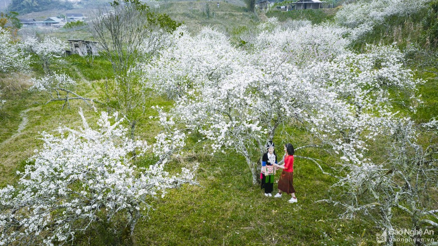 Hoa man no trang troi o mien Tay Nghe An cho don Tet-Hinh-5