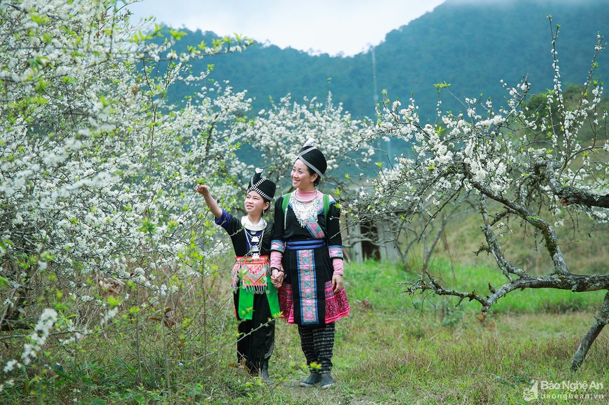 Hoa man no trang troi o mien Tay Nghe An cho don Tet-Hinh-9