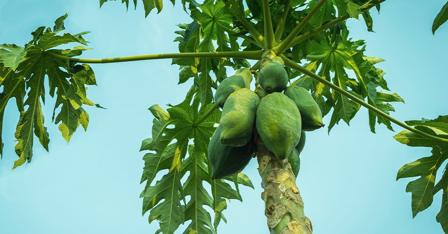 Kinh ngac kho loi ich suc khoe “quy nhu vang” cua du du xanh-Hinh-8