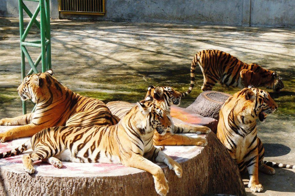 Doc dao trai ho Sriracha Tiger Zoo - lon nhat chau A-Hinh-4