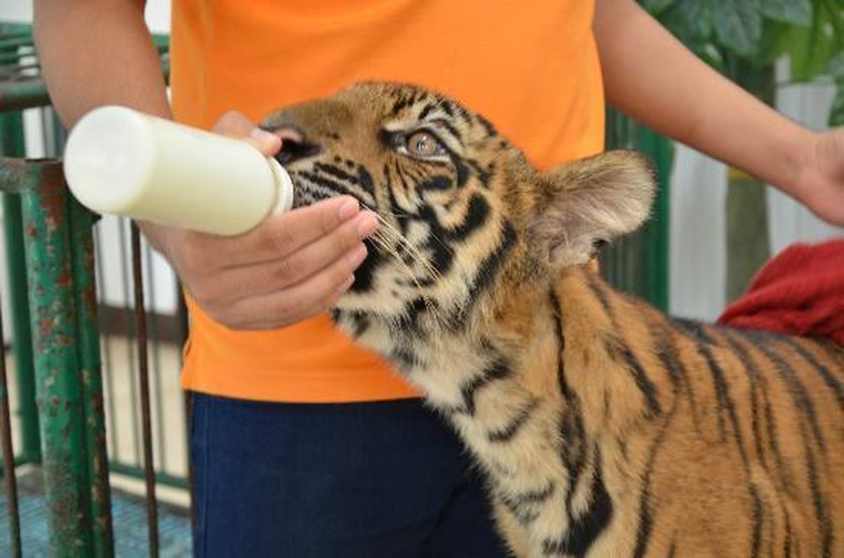 Doc dao trai ho Sriracha Tiger Zoo - lon nhat chau A-Hinh-6