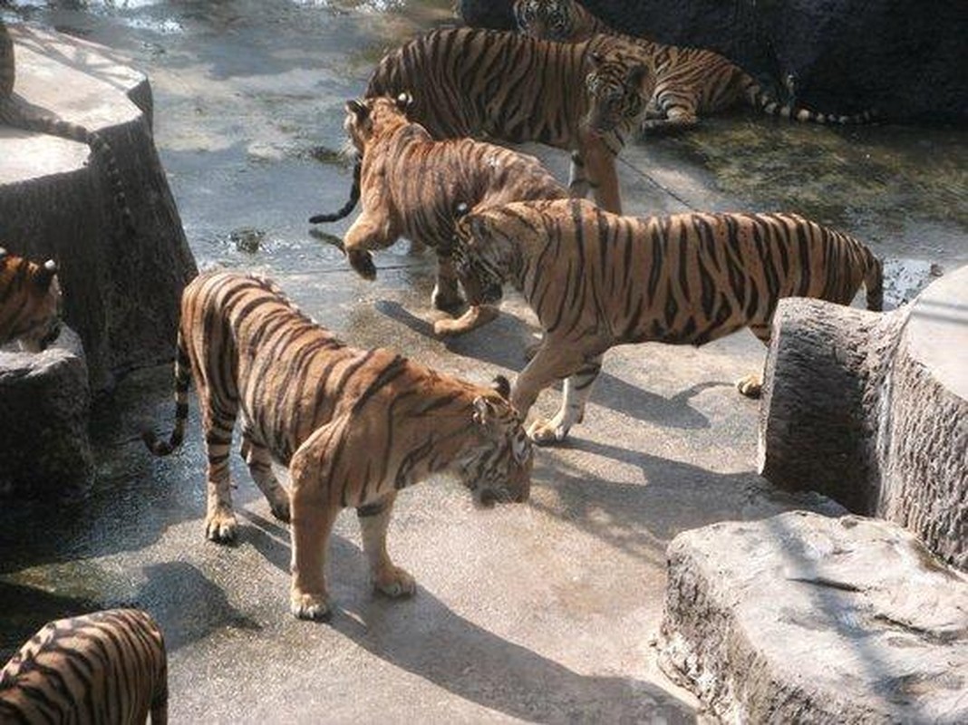 Doc dao trai ho Sriracha Tiger Zoo - lon nhat chau A-Hinh-7