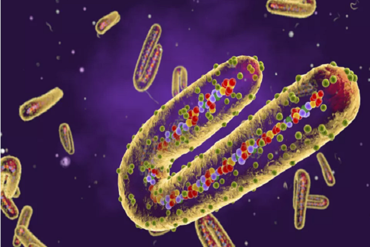 10 loai virus “chet choc” nhat lich su