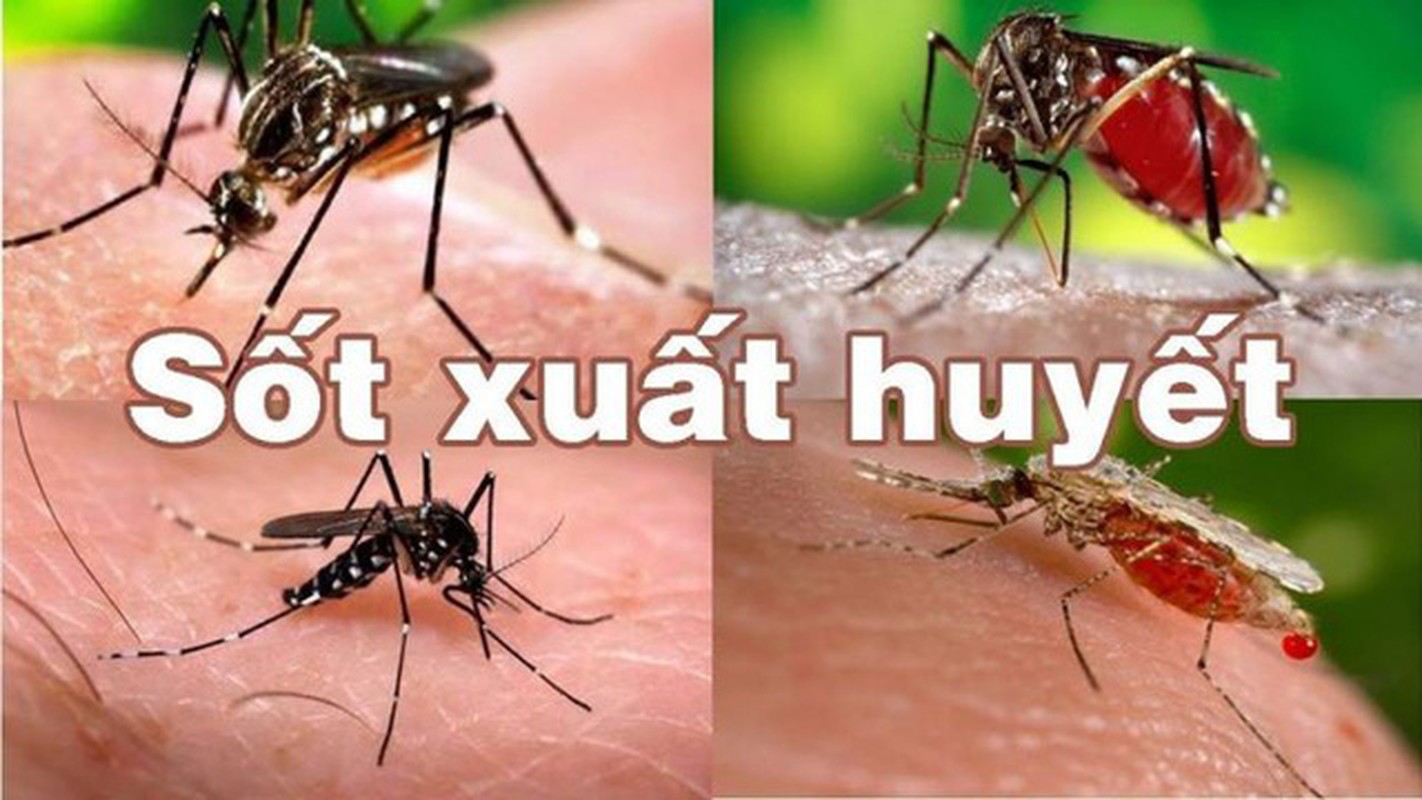 COVID-19, virus Adeno, dau mua khi...va nhung dich benh “can quet” 2022-Hinh-10