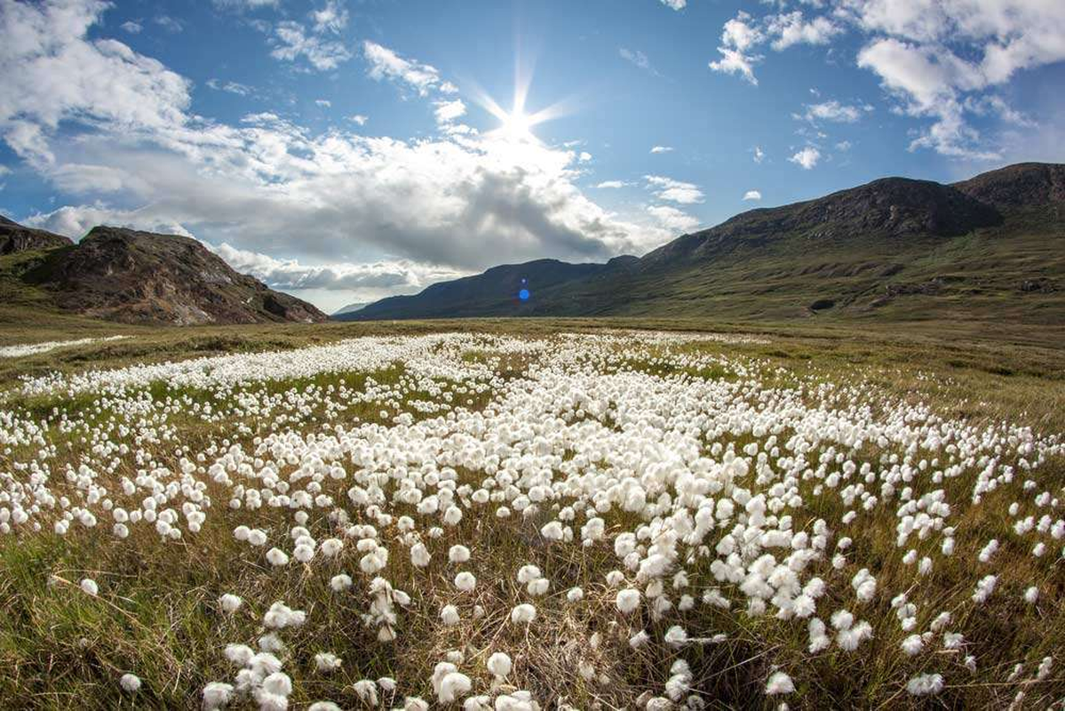 Su that thu vi ve dao Greenland co the ban chua biet-Hinh-12