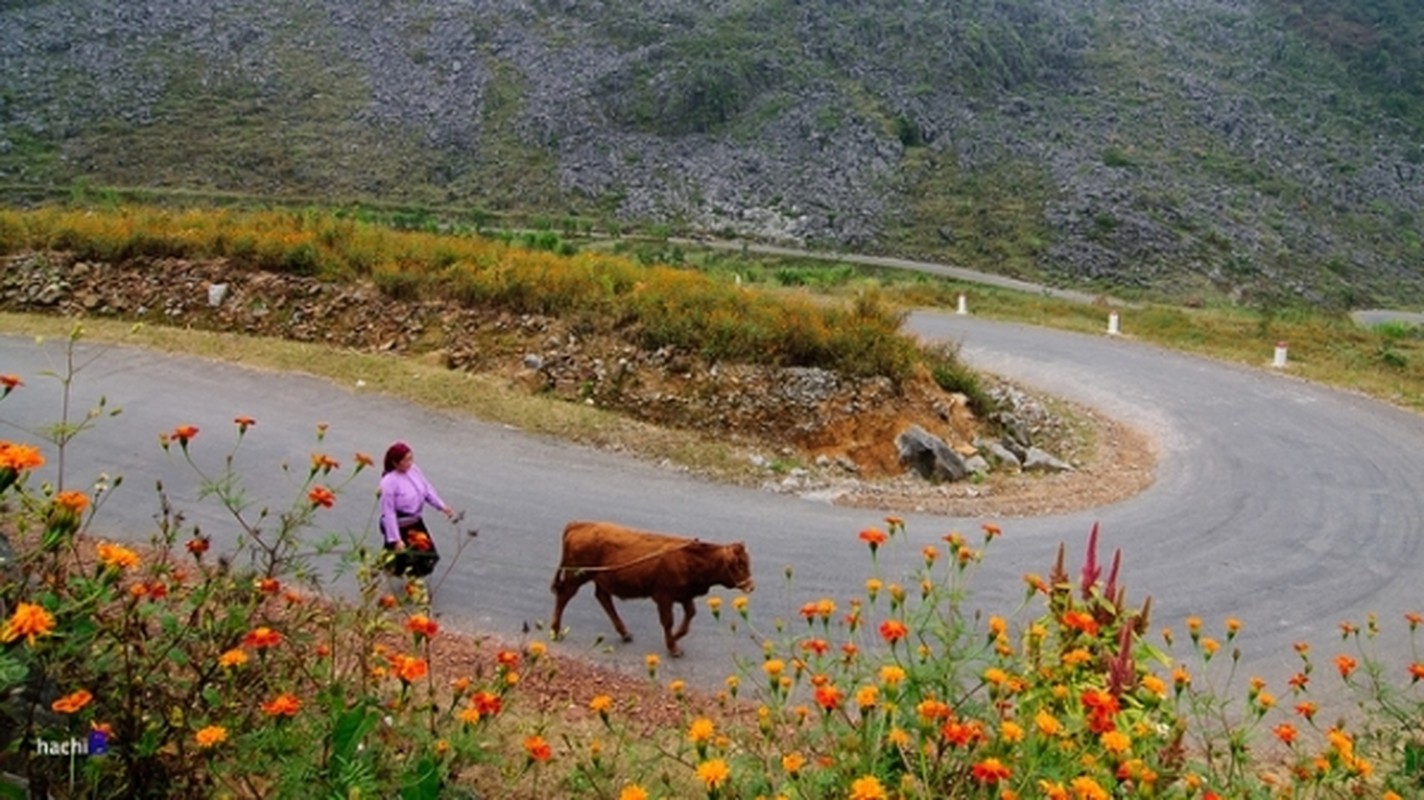 Thang 10: Me dam loai hoa nhuom vang da Ha Giang-Hinh-7