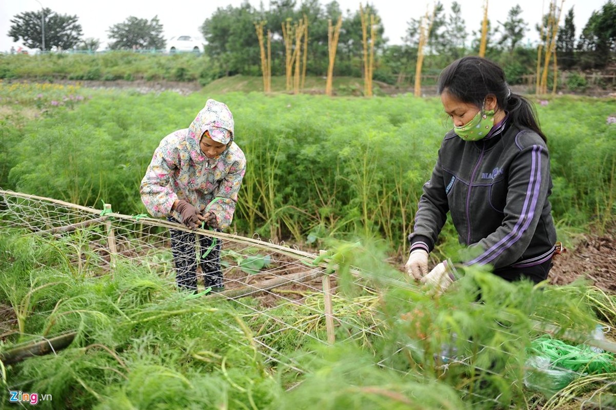 Thung lung hoa ho Tay hoi sinh sau khi bi giam nat-Hinh-10