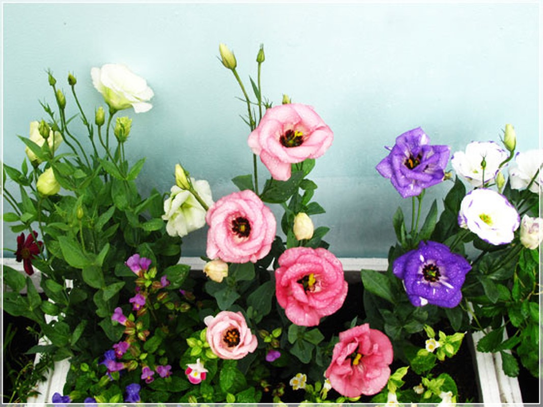 Nhung loai hoa ngay Tet nen chung trong nha de don tai loc-Hinh-8