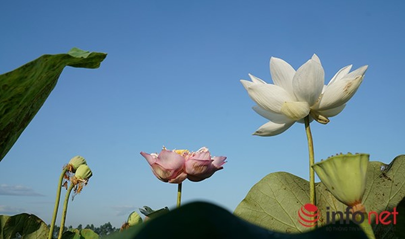 Man me nhung loai sen quy gia nhat trong mot dam o Ha Noi-Hinh-2