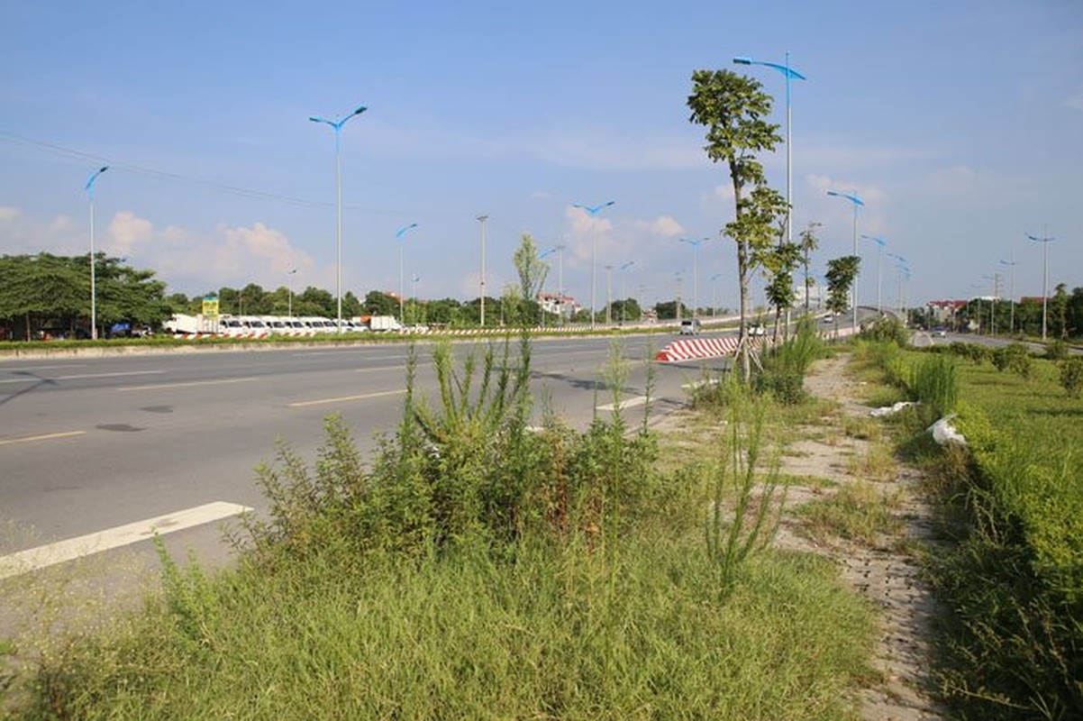 Ha Noi Cay xanh hoa cui kho tren duong nghin ty-Hinh-10