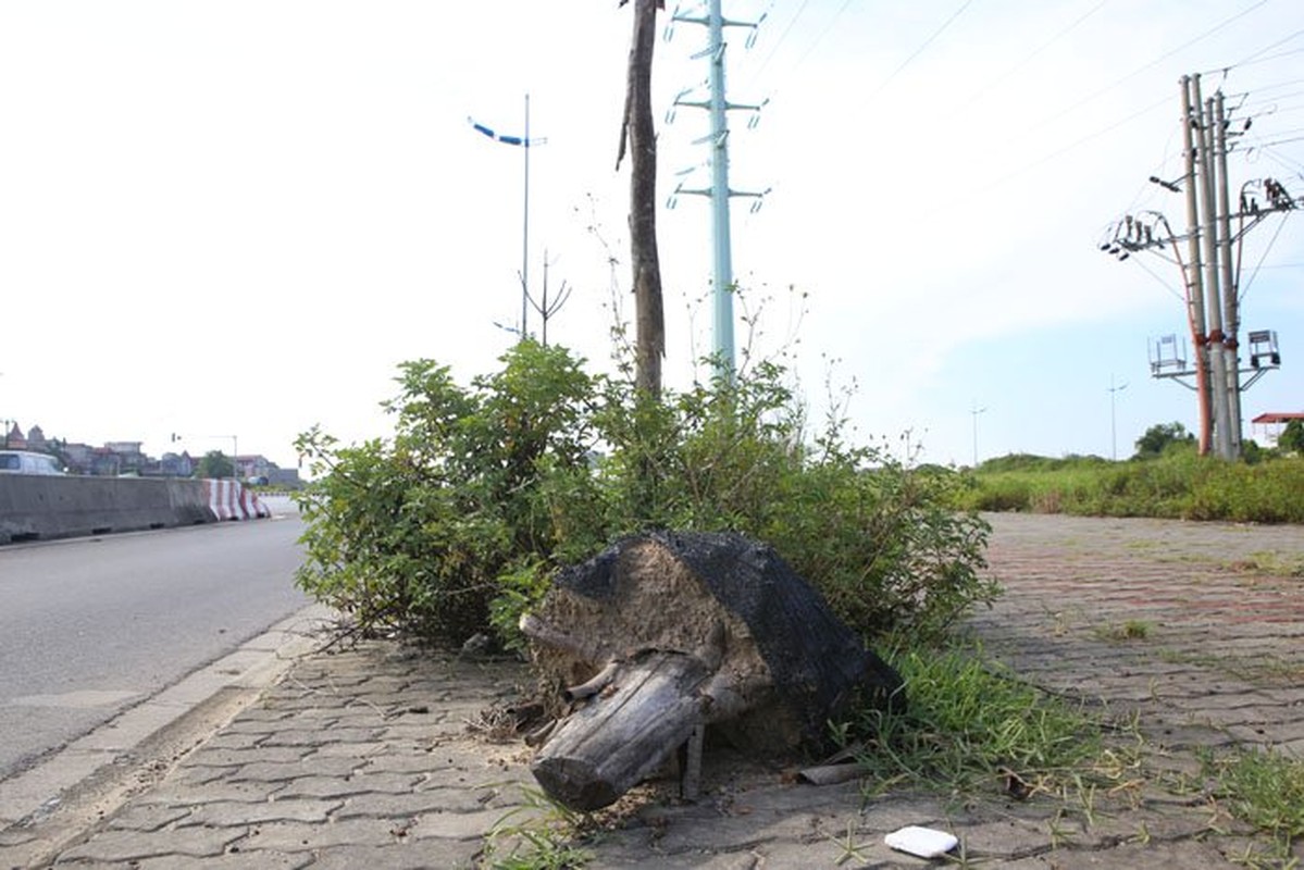 Ha Noi Cay xanh hoa cui kho tren duong nghin ty-Hinh-6