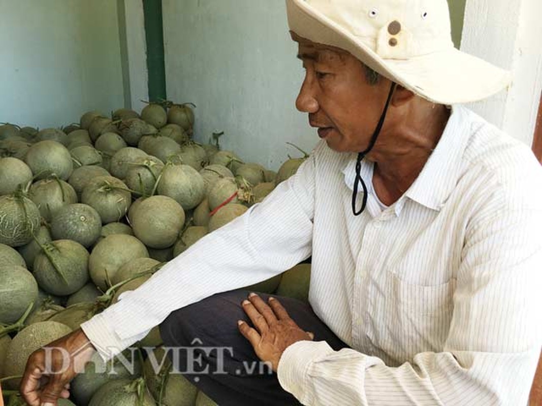 Quang Ngai Dua luoi khong ai mua thanh thuc an cho... ga-Hinh-2