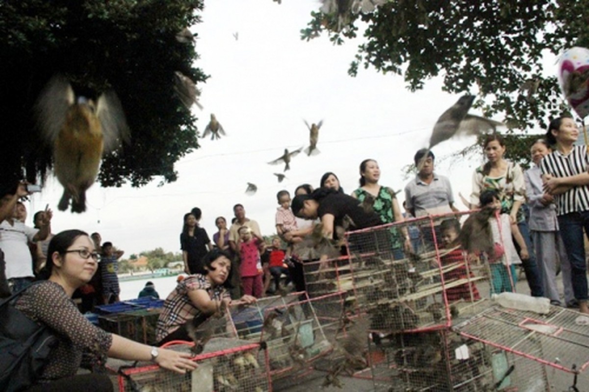 Le Vu Lan Chim, ca phong sinh di vao... cua tu-Hinh-4