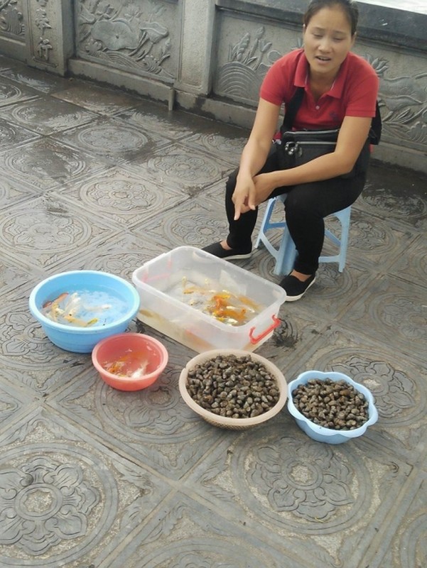 Le Vu Lan Chim, ca phong sinh di vao... cua tu