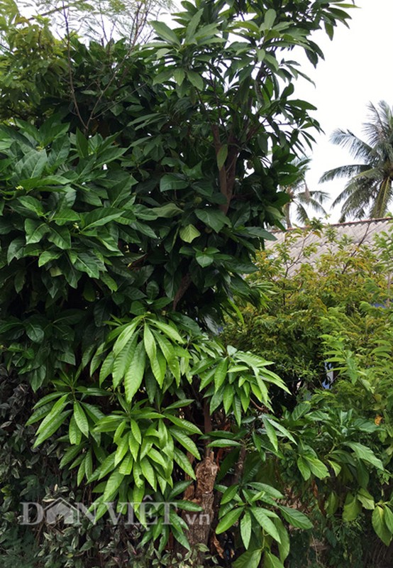 Trai cay nhau xau la nhung vi dam da kho quen-Hinh-6