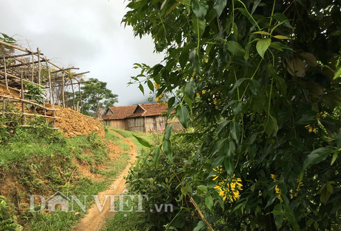 Canh giac voi sac hoa vang quyen ru cua cay la ngon-Hinh-3