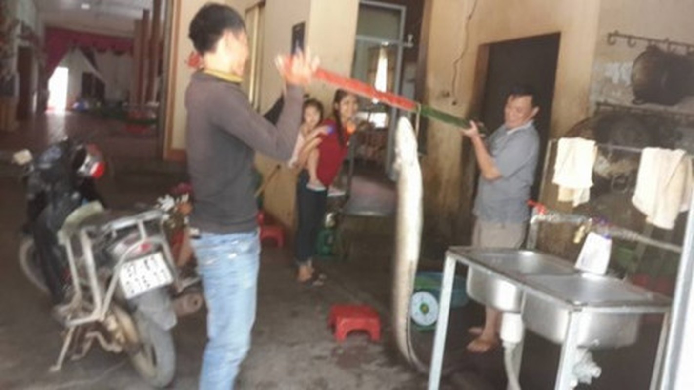 Bat duoc ca Chinh “khung“ nang 16kg o Nghe An-Hinh-2