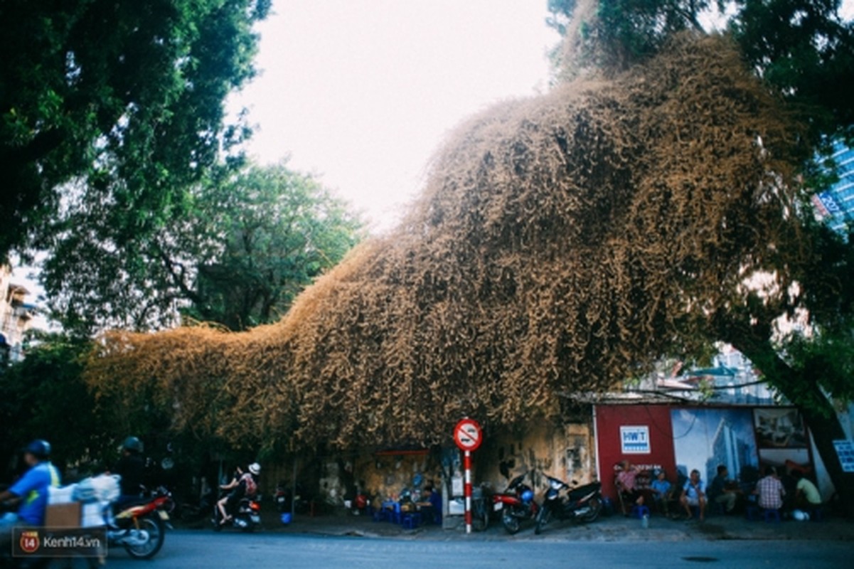 Bao mang cay hoa giay bong chuyen mau vang o Ha Noi-Hinh-2