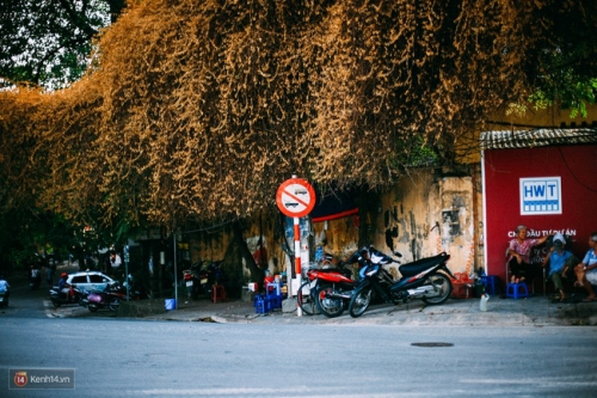 Bao mang cay hoa giay bong chuyen mau vang o Ha Noi-Hinh-3