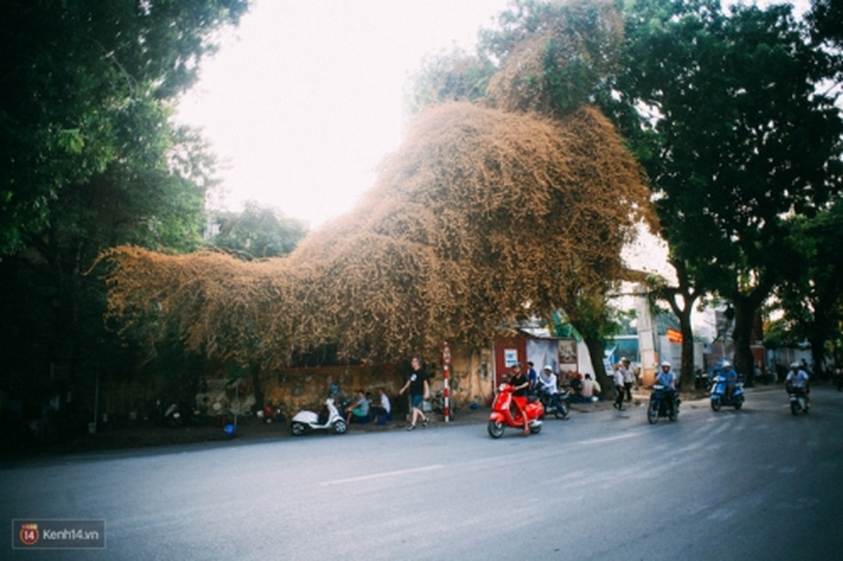 Bao mang cay hoa giay bong chuyen mau vang o Ha Noi-Hinh-4