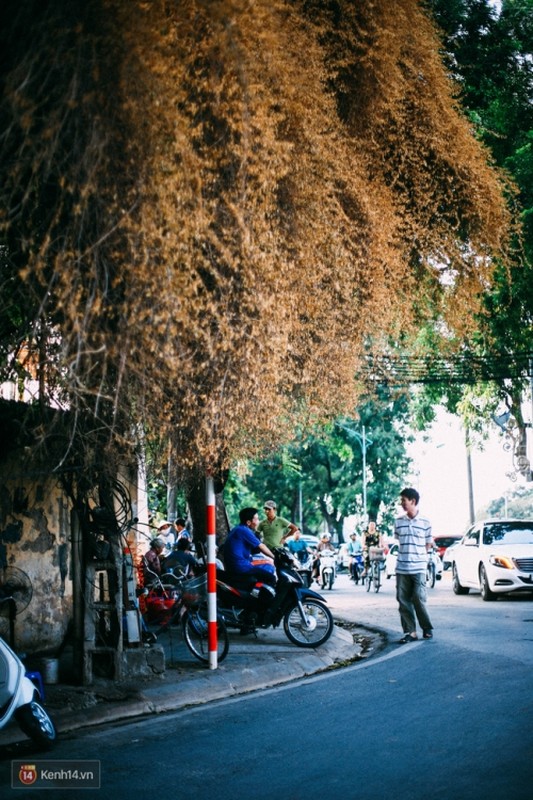 Bao mang cay hoa giay bong chuyen mau vang o Ha Noi-Hinh-6