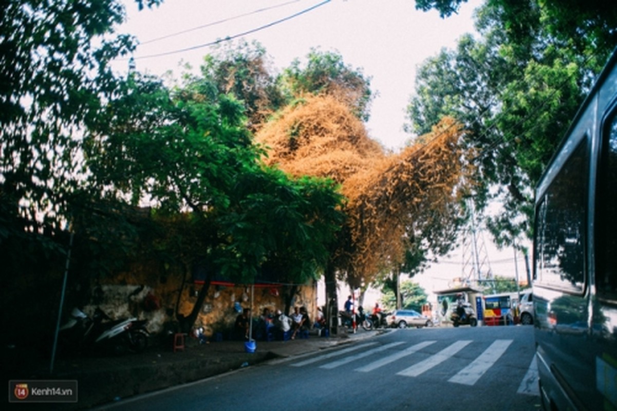 Bao mang cay hoa giay bong chuyen mau vang o Ha Noi-Hinh-7