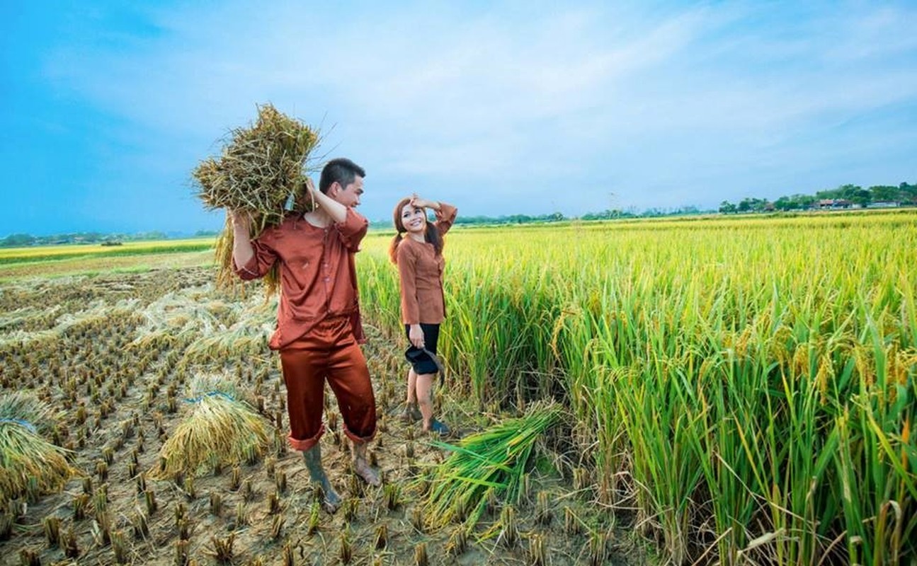 Anh cuoi tuyet dep giua dong lua chin cua cap doi xu Nghe-Hinh-5