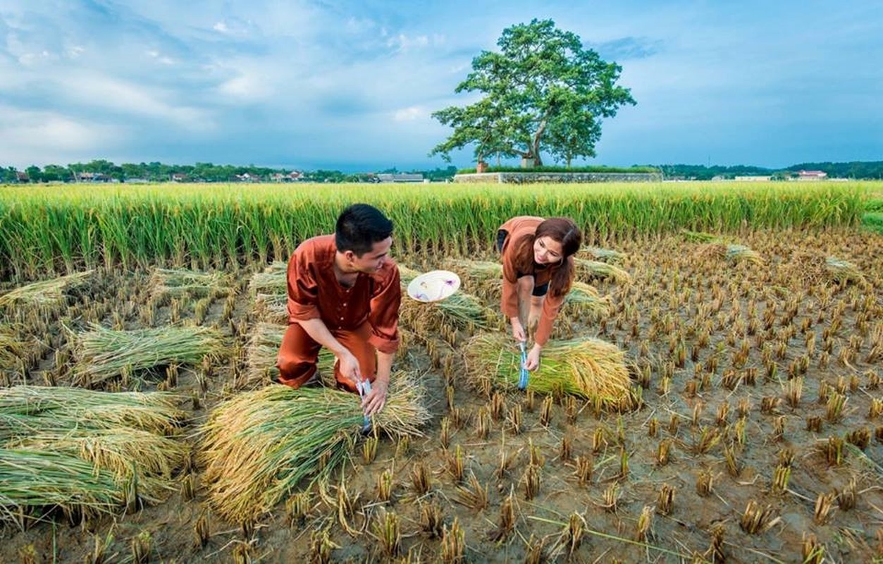 Anh cuoi tuyet dep giua dong lua chin cua cap doi xu Nghe-Hinh-8