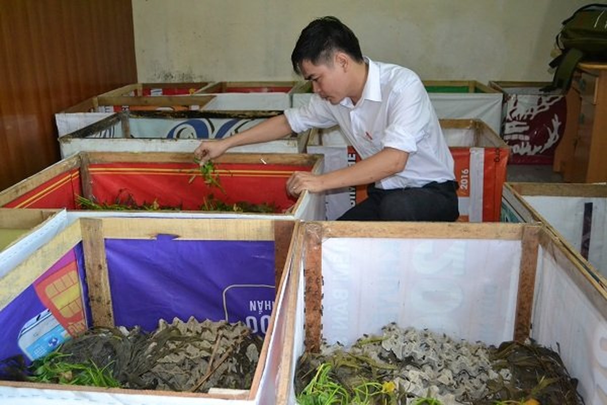 Thac sy bo buc giang di nuoi de vi luong khong du song