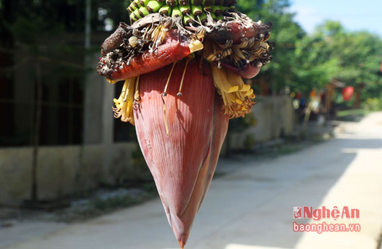 Cay chuoi doc la hon tram nai van tro hoa, ra qua-Hinh-7