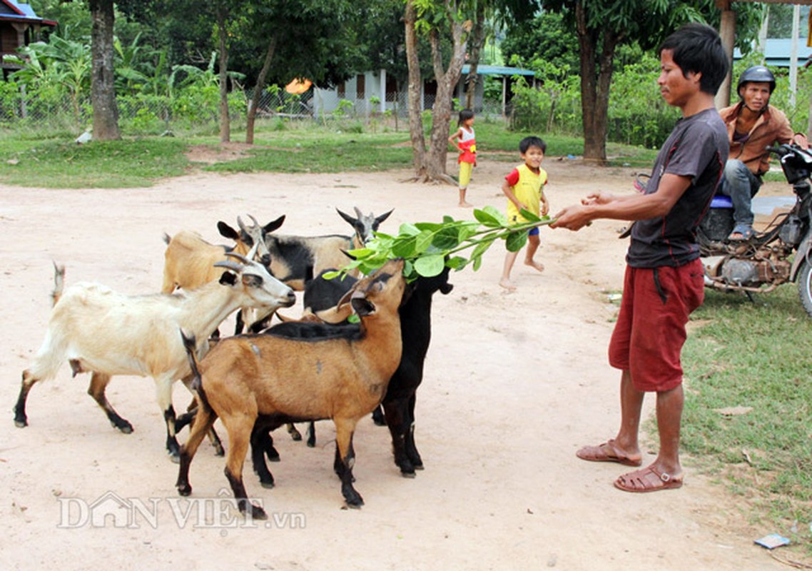 Lan loi len ban san dac san de nui an Tet-Hinh-7