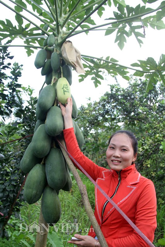 Ben trong vuon du du in chu doc nhat mien Tay-Hinh-8