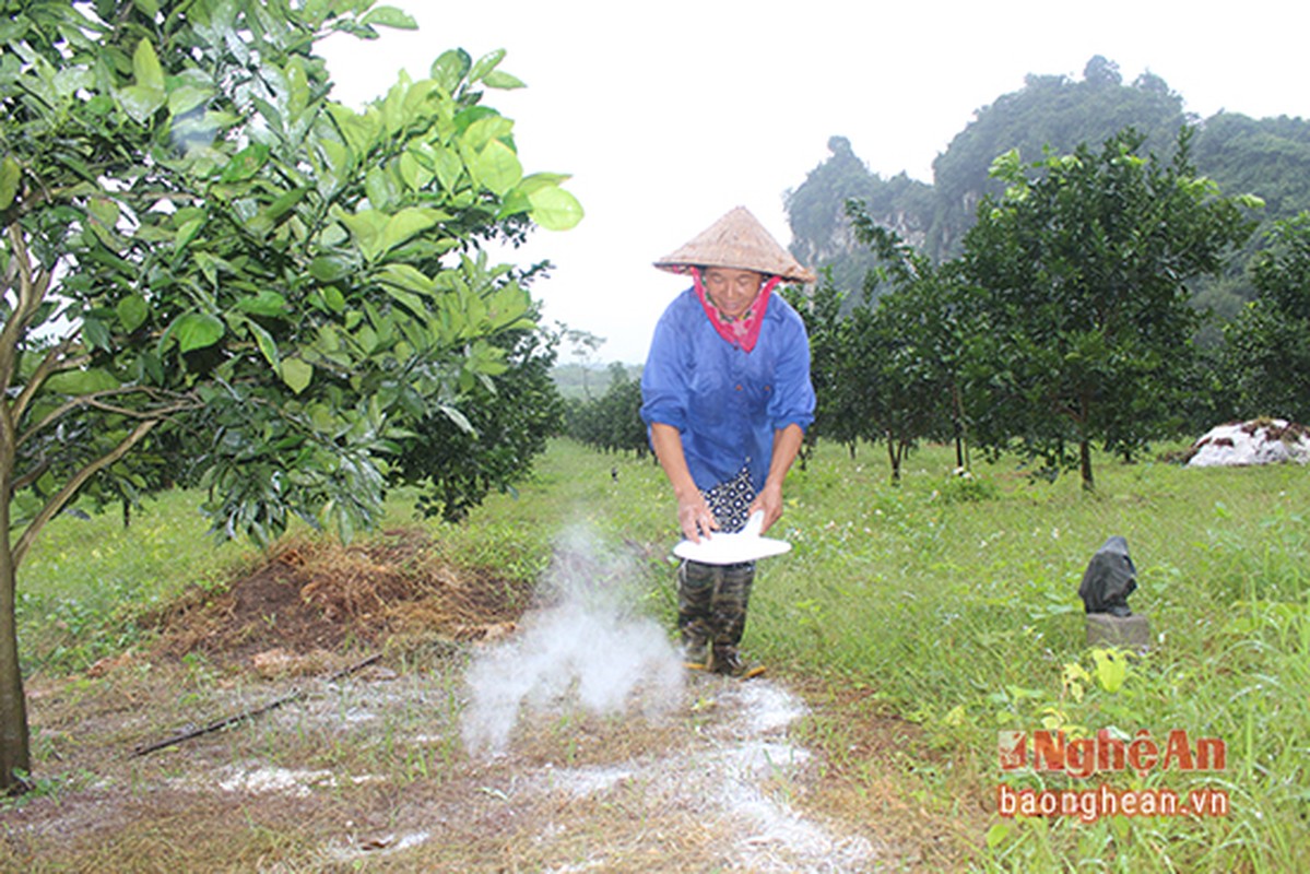 Cam Bai Phu tai xuat o Nghe An-Hinh-2