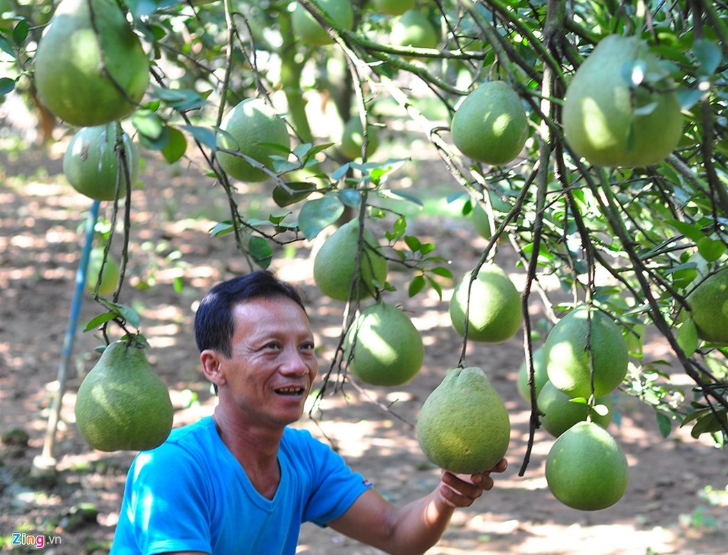 Nong dan lai tren 1 ty moi nam tu vuon buoi dac san-Hinh-2