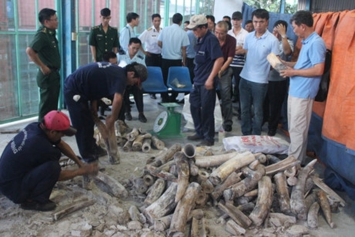 Nua tan nga voi cat giau trong cac khoi go tinh vi the nao?