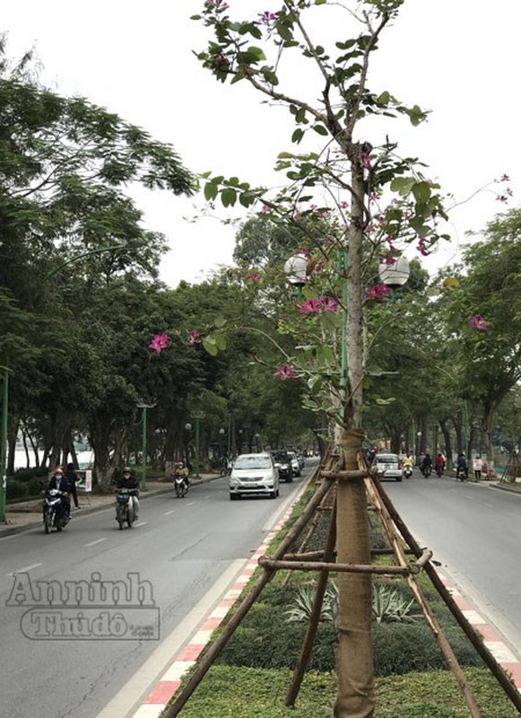 Dep la hoa ban bung no tim troi Ha Noi-Hinh-7