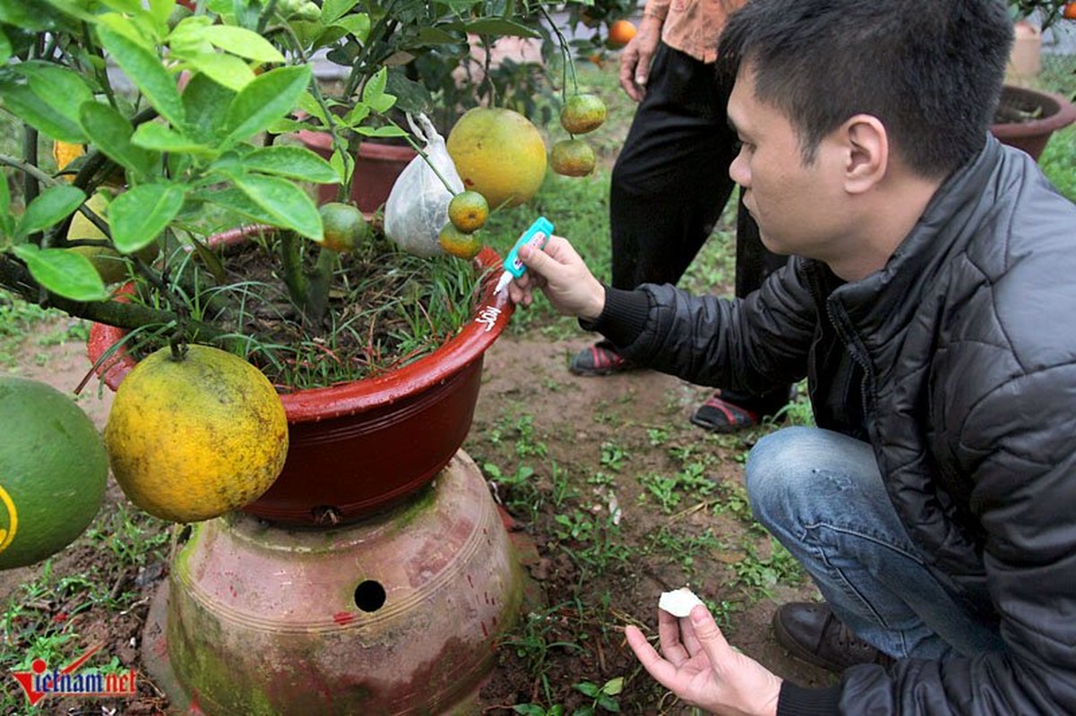 Cay ngu qua ngay tet ghep 9 loai qua gay sot o Ha Noi-Hinh-9