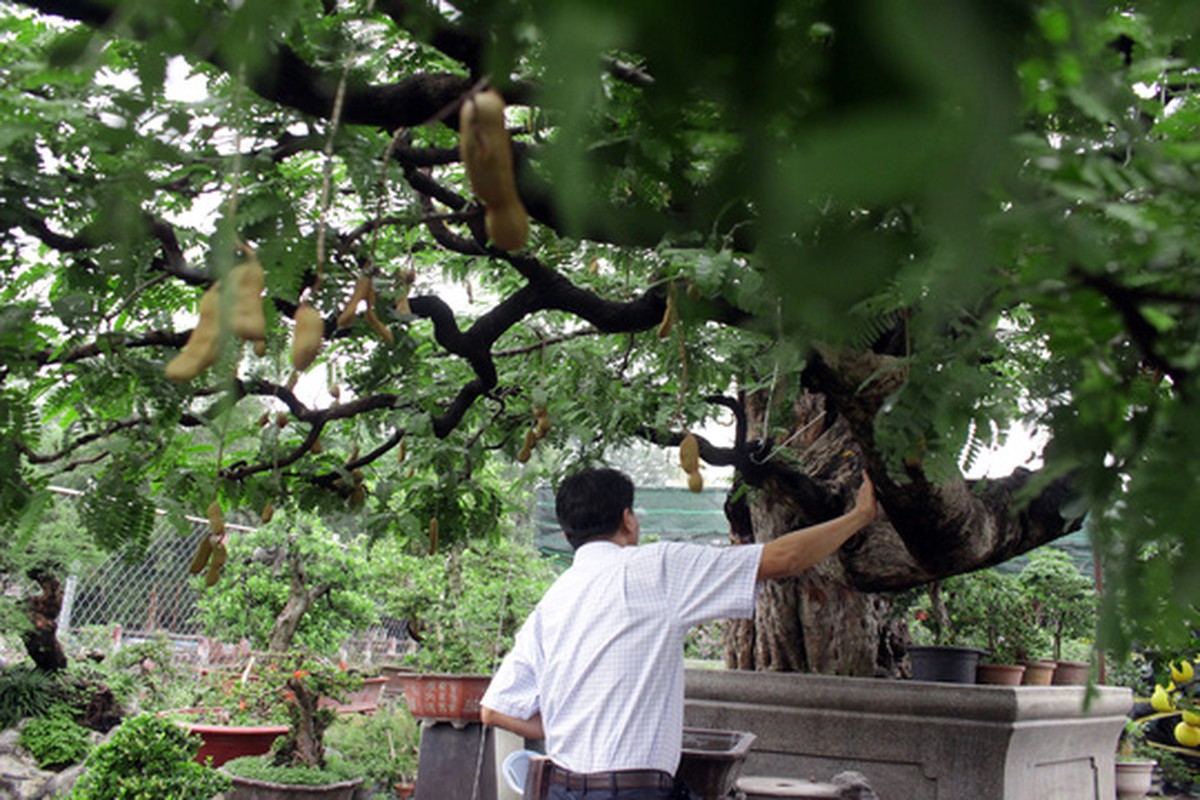 Chiem nguong cay me tram tuoi, khach tra 3 ty khong ban-Hinh-11