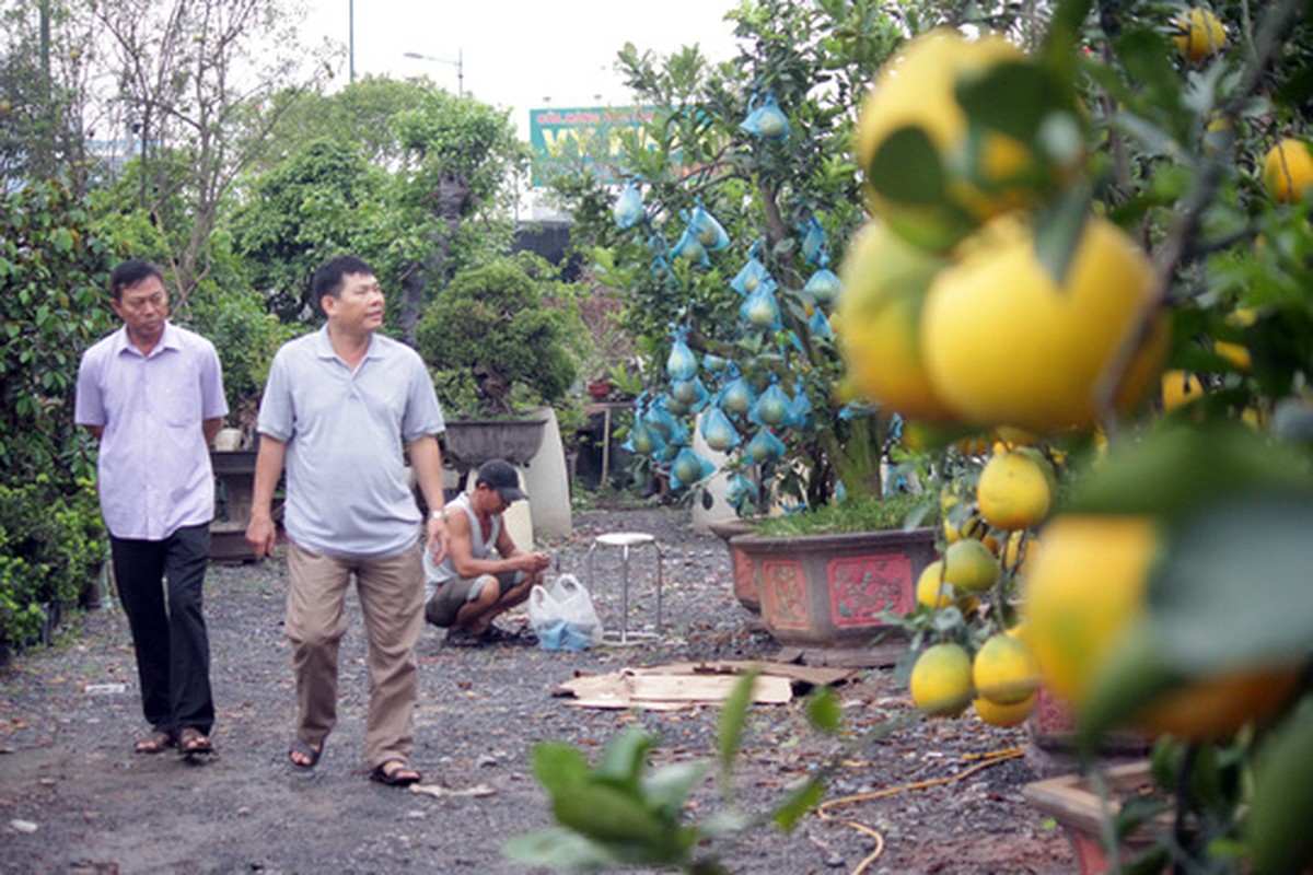 Chiem nguong cay me tram tuoi, khach tra 3 ty khong ban-Hinh-14