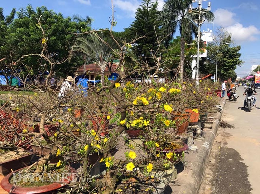 Hoa Tet vung lu bat dau ra pho voi gia... “tren troi“