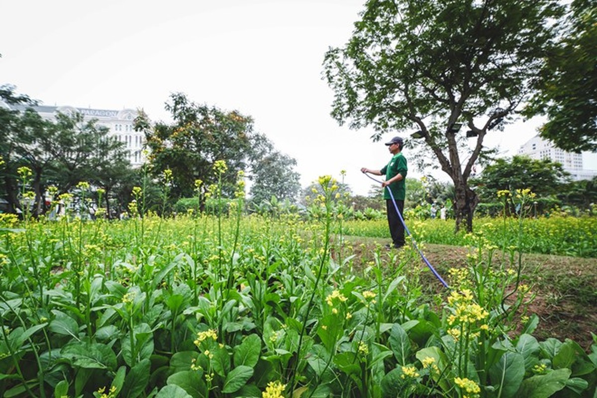 Anh: Hoi hoa xuan o pho nha giau Sai Gon-Hinh-4