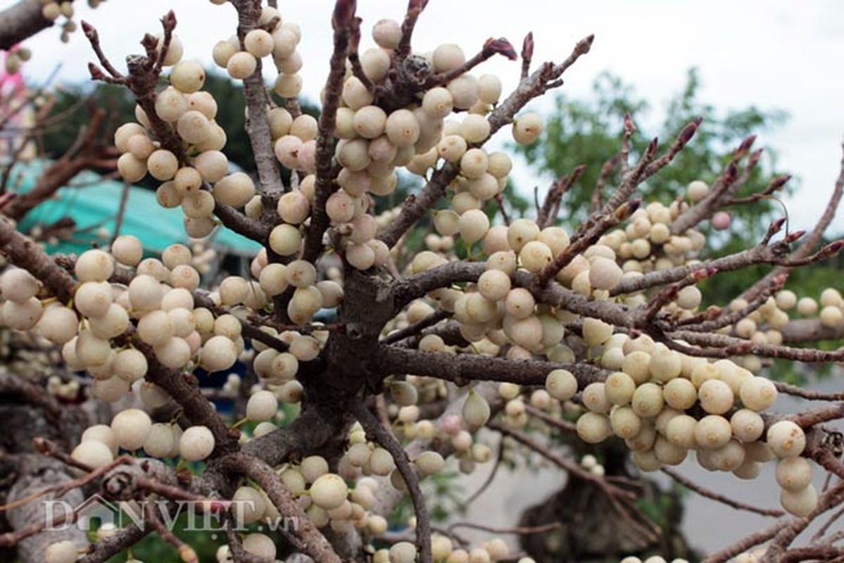 Tan thay cay sop loc do hang chuc nam tuoi cho trai chang chit-Hinh-3