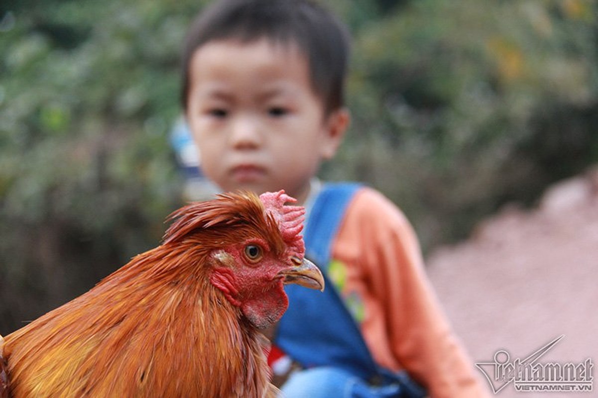 Quy gia giong ga Tien Yen co rau, co mu o Quang Ninh-Hinh-4