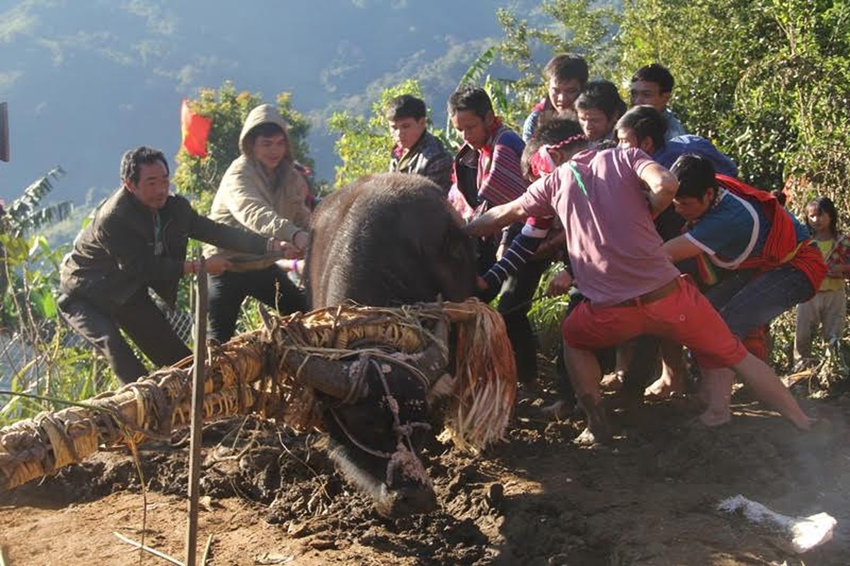 Anh: Dieu dac biet trong le dam trau o Quang Nam-Hinh-3