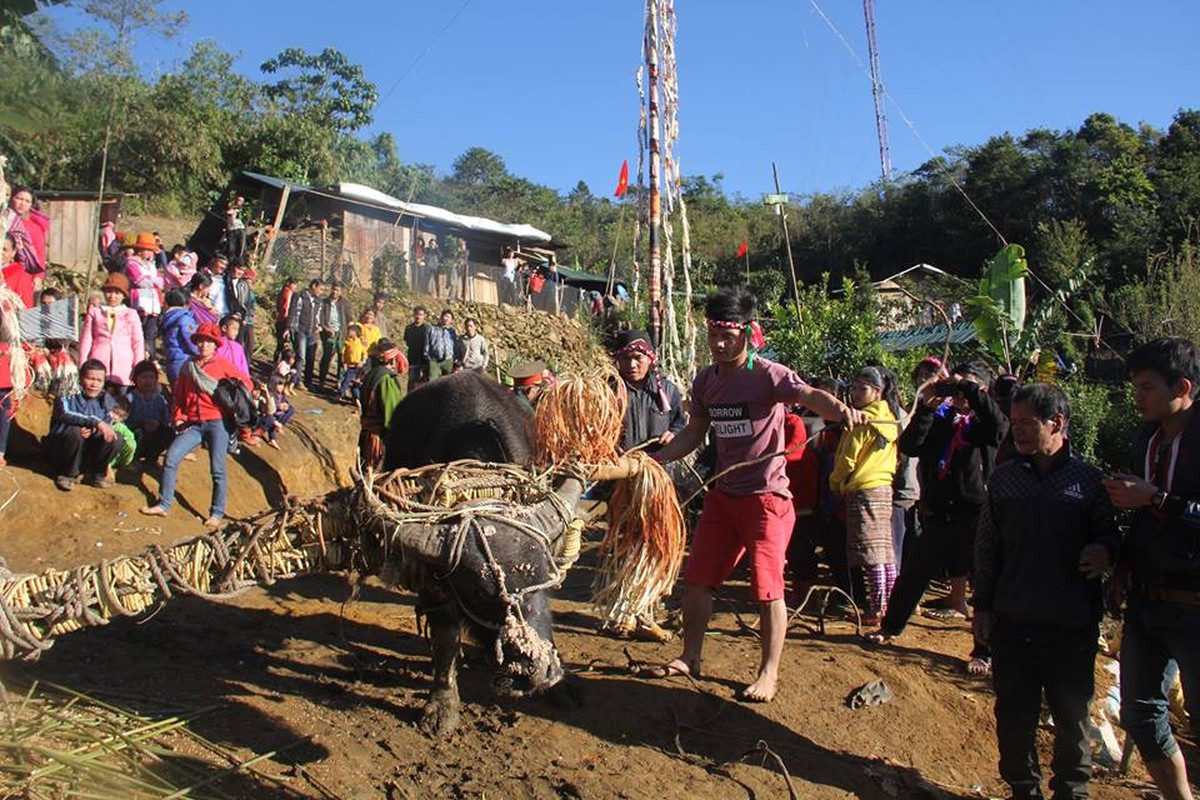 Anh: Dieu dac biet trong le dam trau o Quang Nam